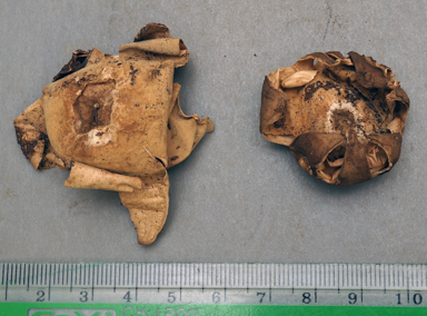 APII jpeg image of Geastrum velutinum?  © contact APII